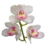 Cymbidium My Sweet 'Amy'