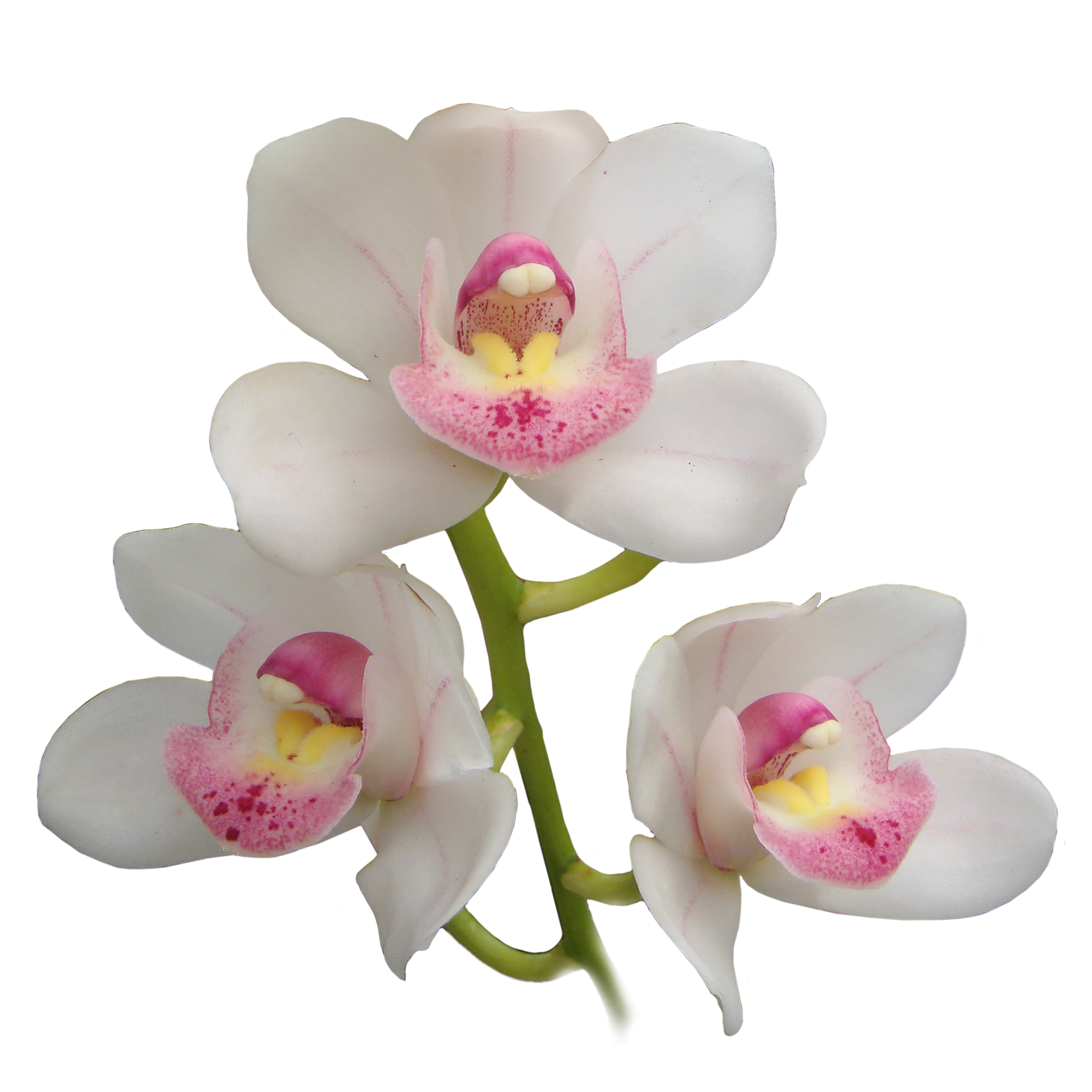 Cymbidium My Sweet 'Amy'