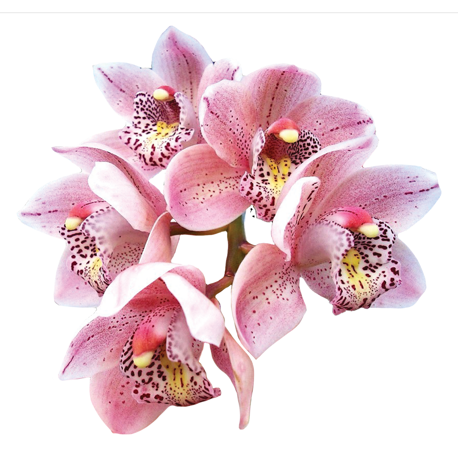 Cymbidium Paradisian Beach 'Pink Sensation'