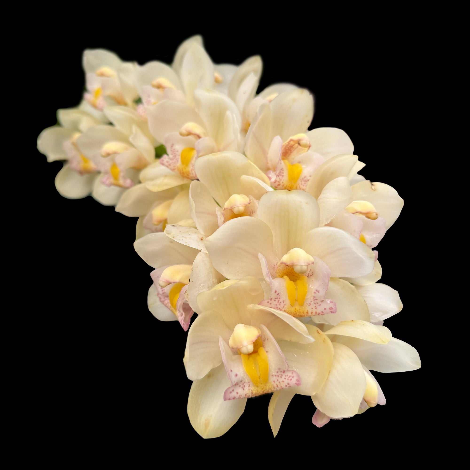 Cymbidium Paradisian Choice 'Dreamer'