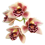 Cymbidium Paradisian Delight 'Thriller'