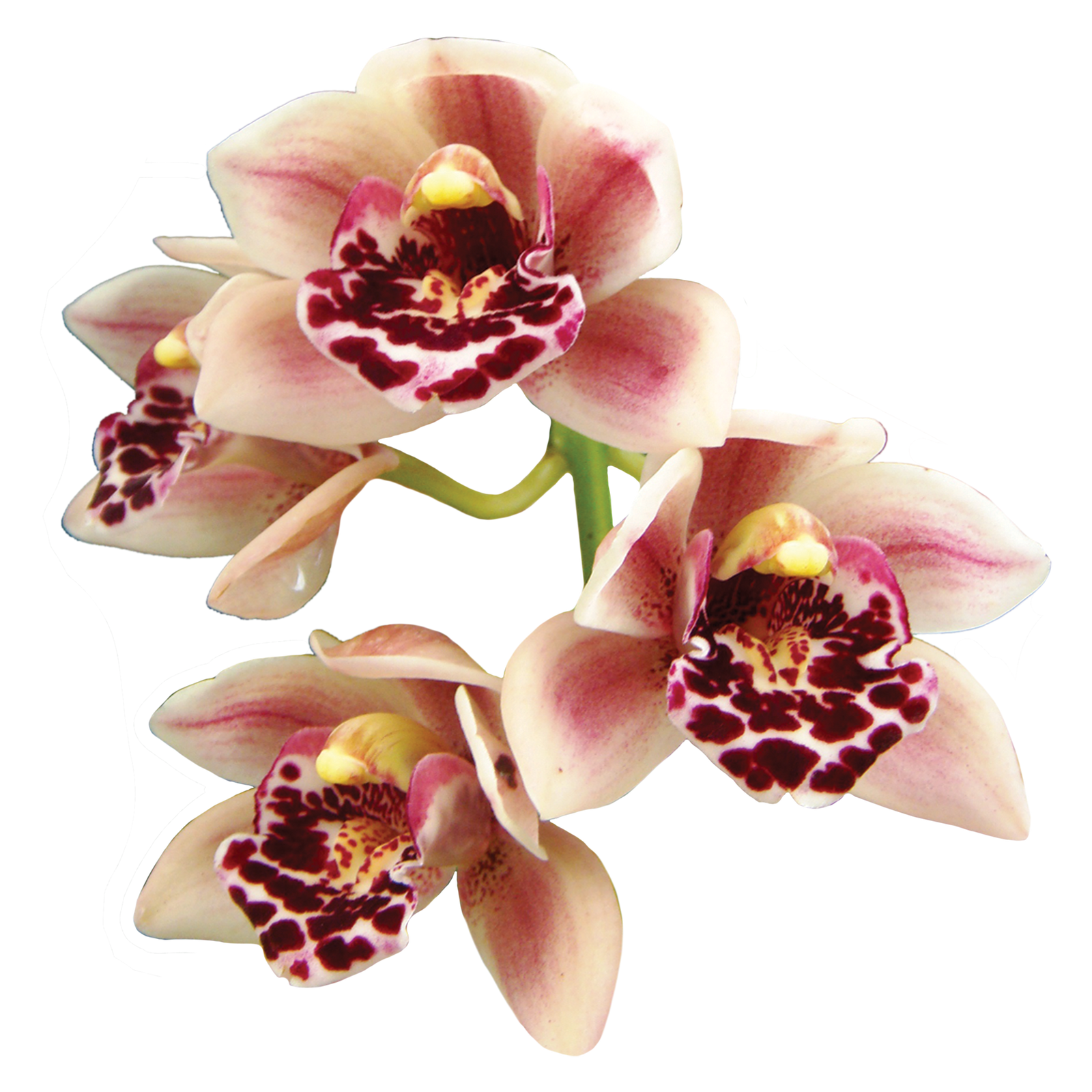 Cymbidium Paradisian Delight 'Thriller'