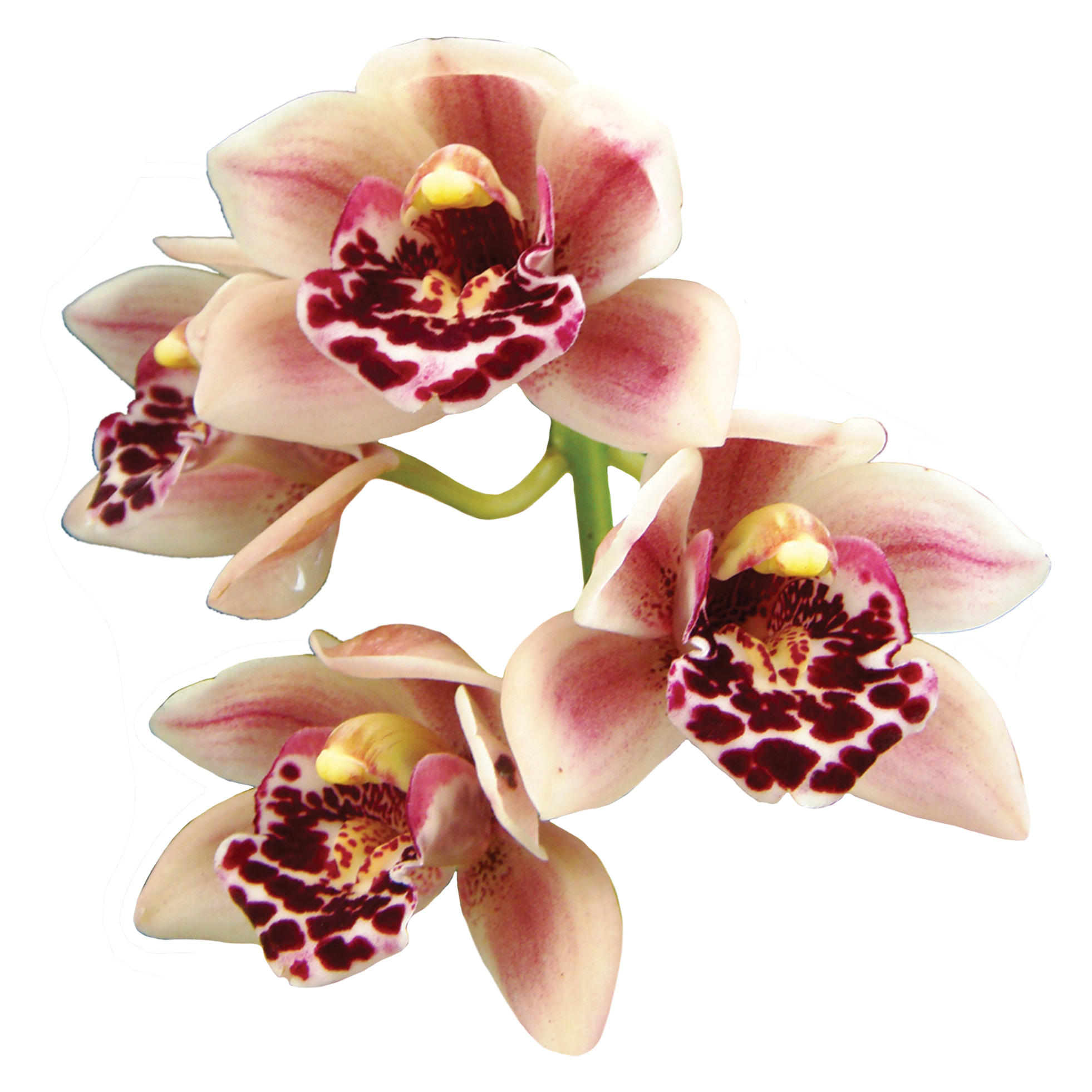 Cymbidium Paradisian Delight 'Thriller' – Pink Cascading Miniature