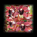 Cymbidium Paradisian Planet 'Black Lip'