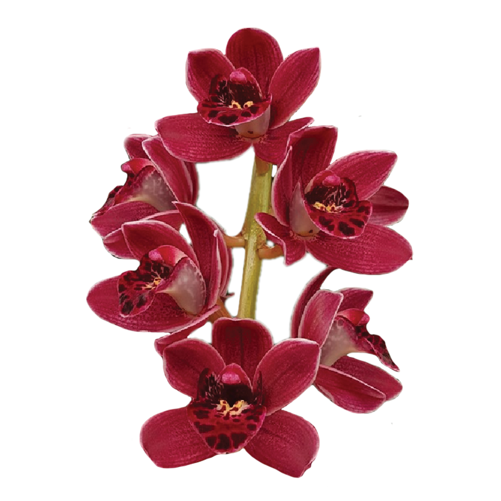 Cymbidium Paradisian Pride 'Red Buttons'