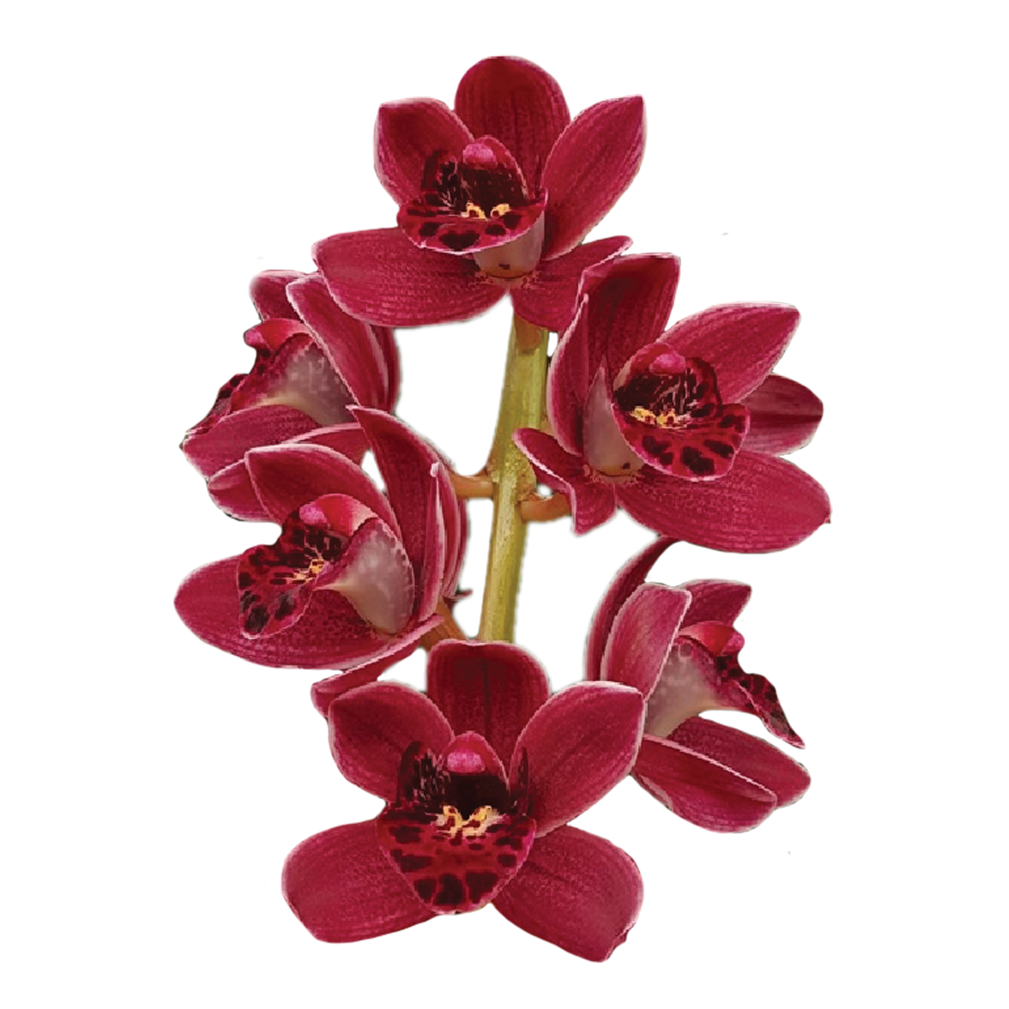 Cymbidium Paradisian Pride 'Red Buttons'