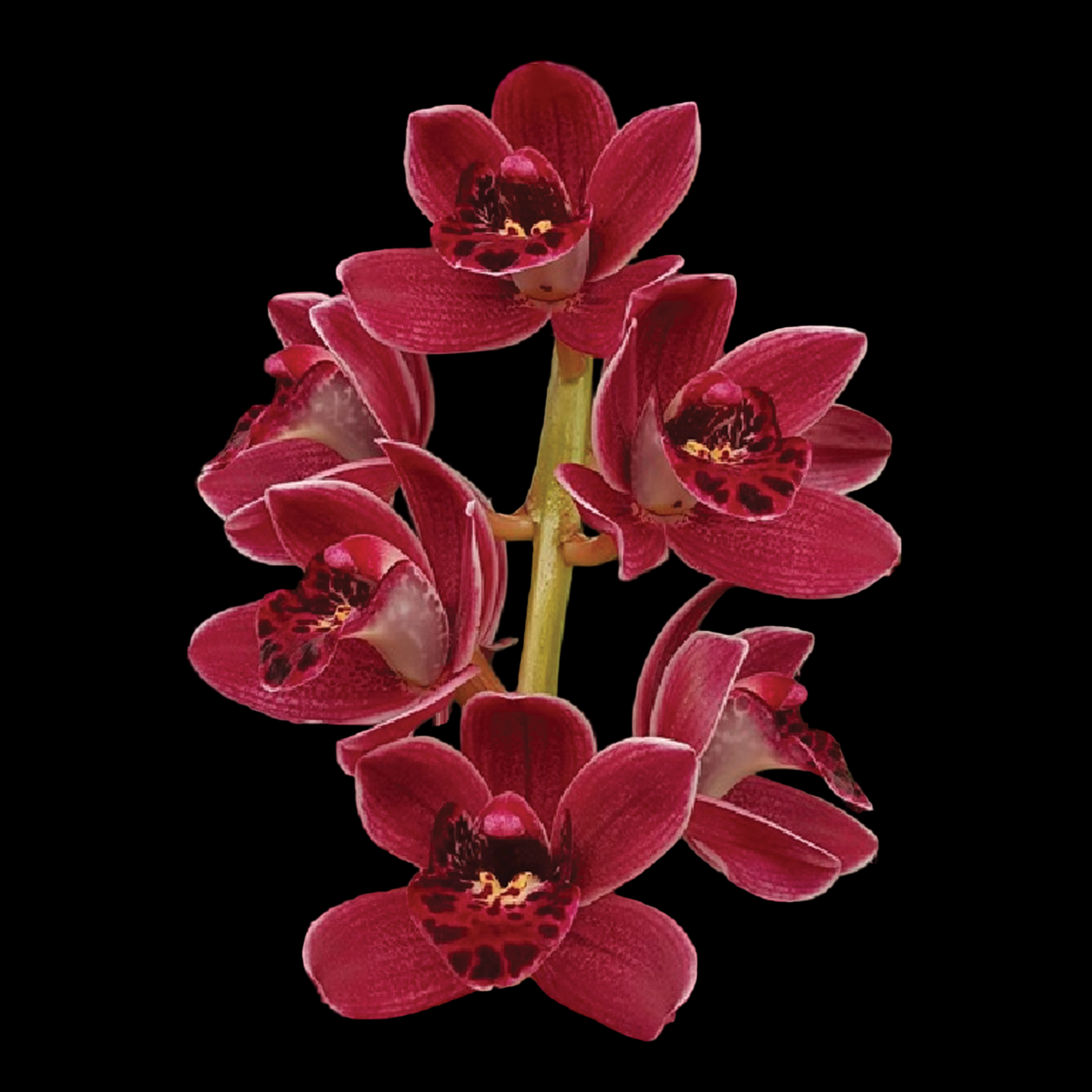 Cymbidium Paradisian Pride 'Red Buttons'