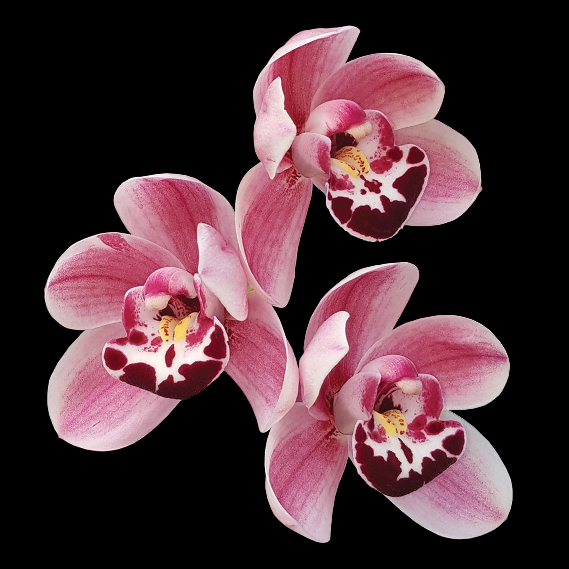 Cymbidium Paradisian Ruby 'Joy'