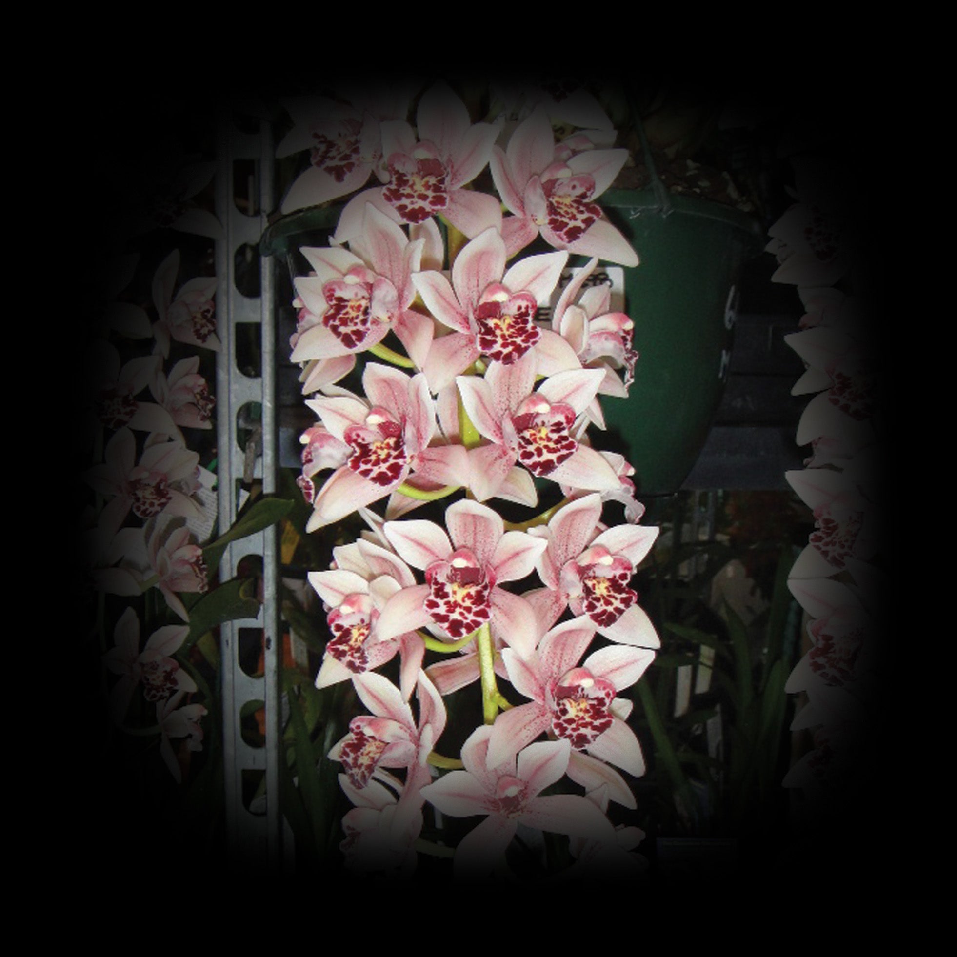 Cymbidium Paradisian Surprise 'Speckles' – Miniature Cascading Pink Hybrid