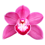 Cymbidium 'Pink Delight'