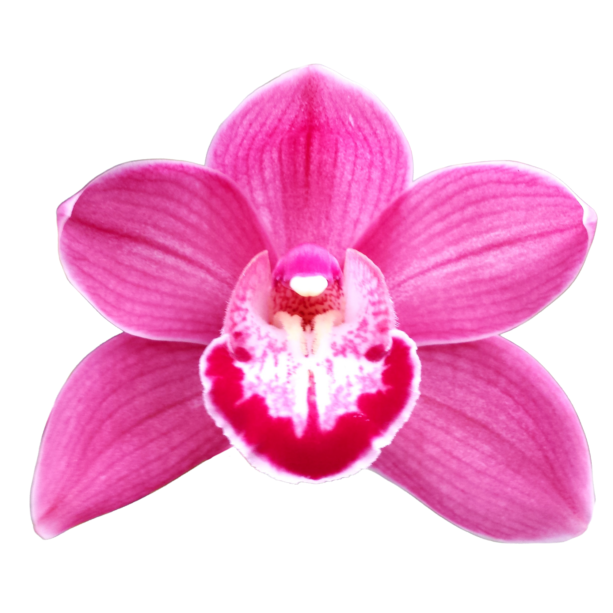 Cymbidium 'Pink Delight'