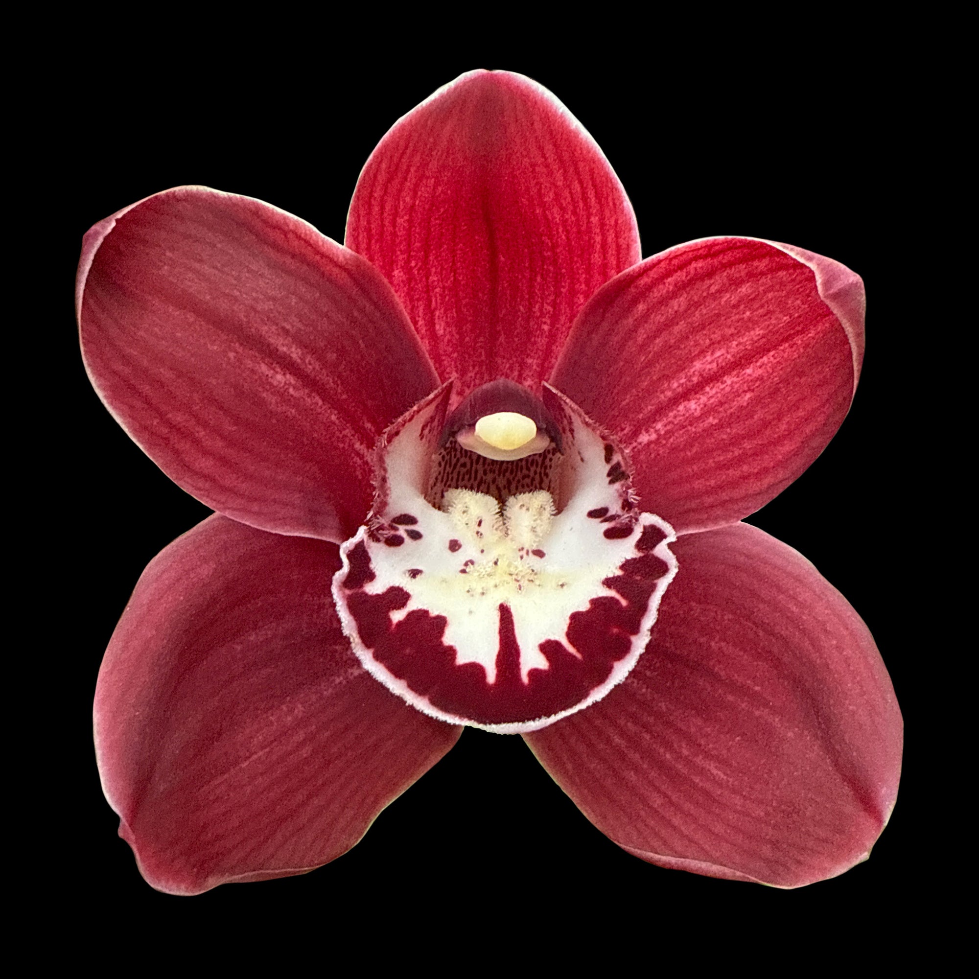 Cymbidium (Regal Beauty x Red Beauty) 'Red Globe'