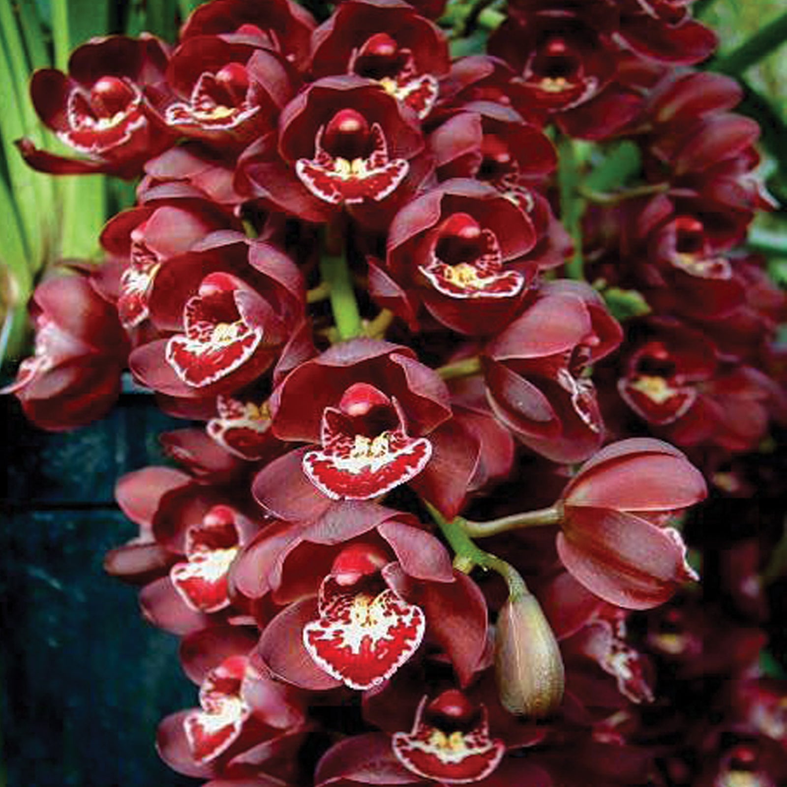 Cymbidium Ruby Eyes Royal Show