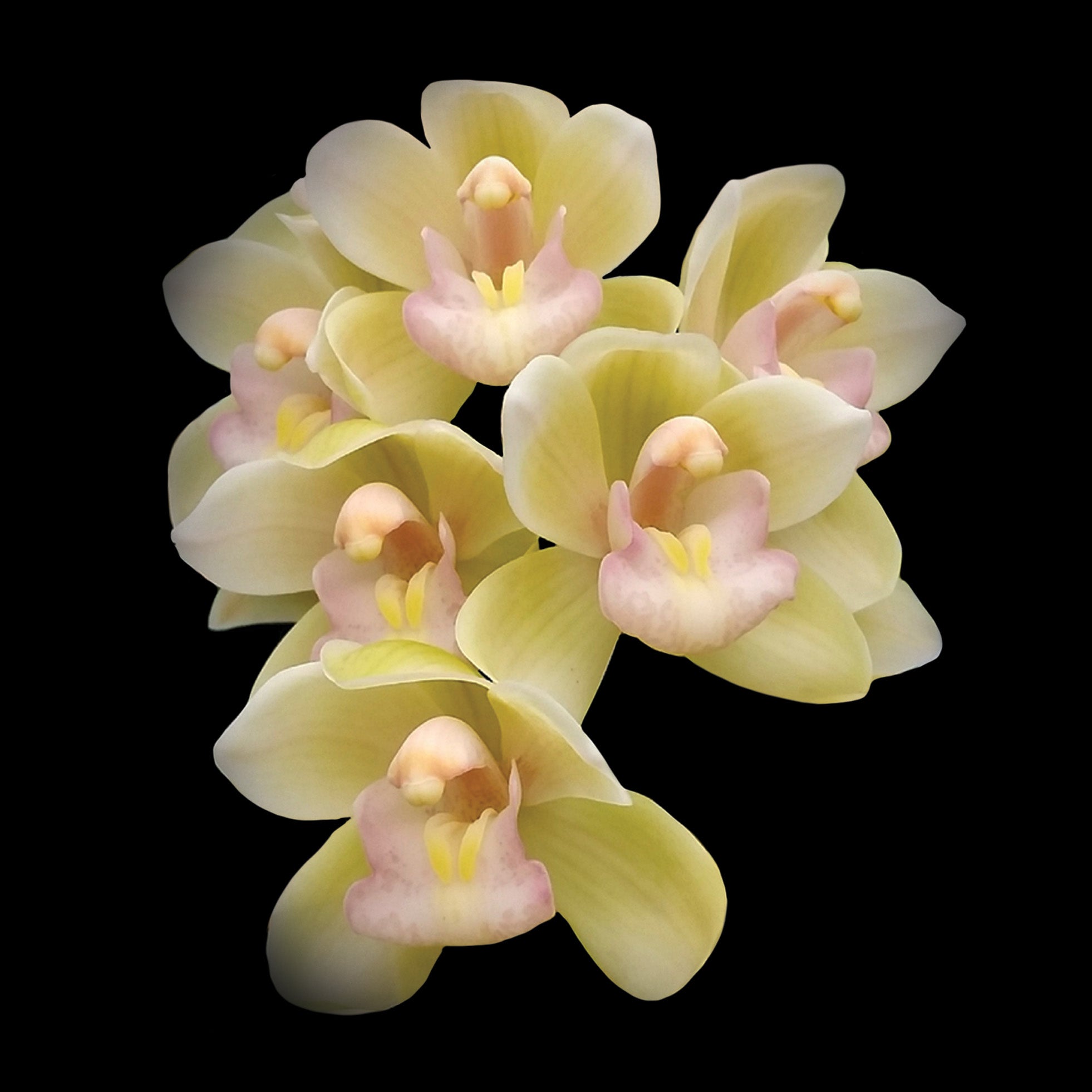 Cymbidium Sarah Jean 'Crystal Falls' – Mass-Flowering Pastel Hybrid
