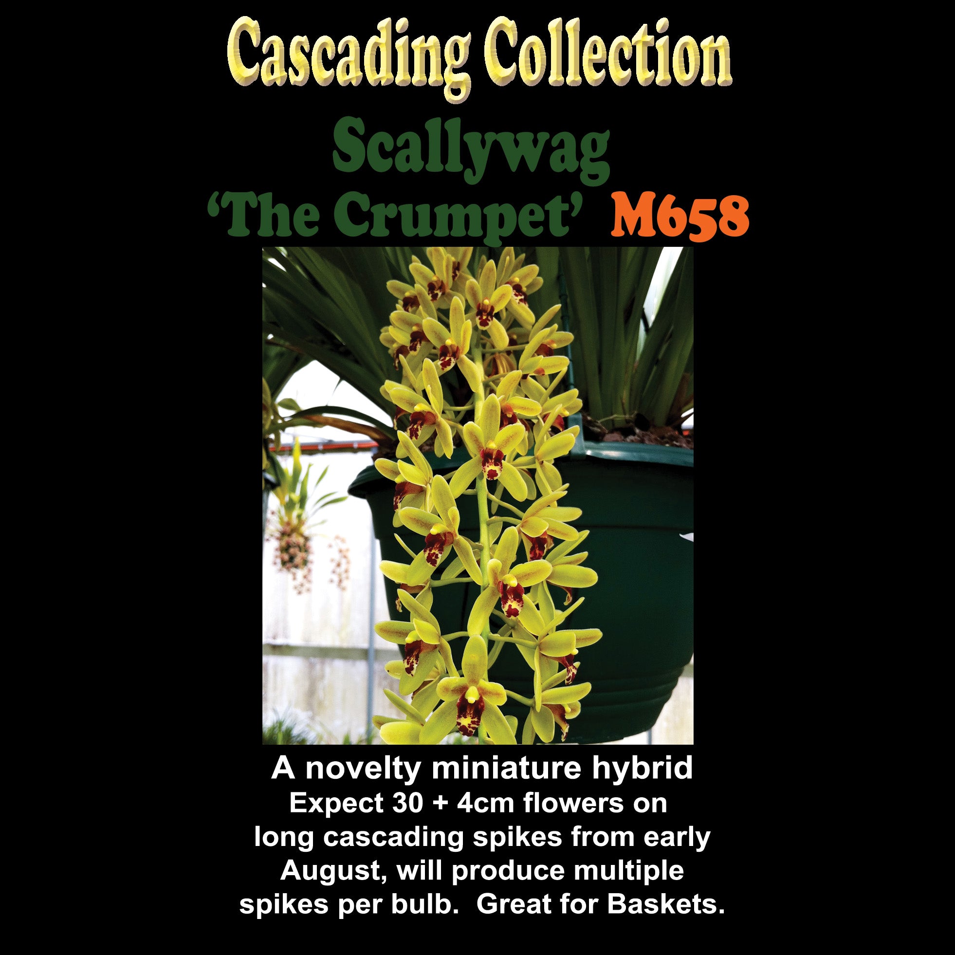 Cymbidium Scallywag 'The Crumpet'