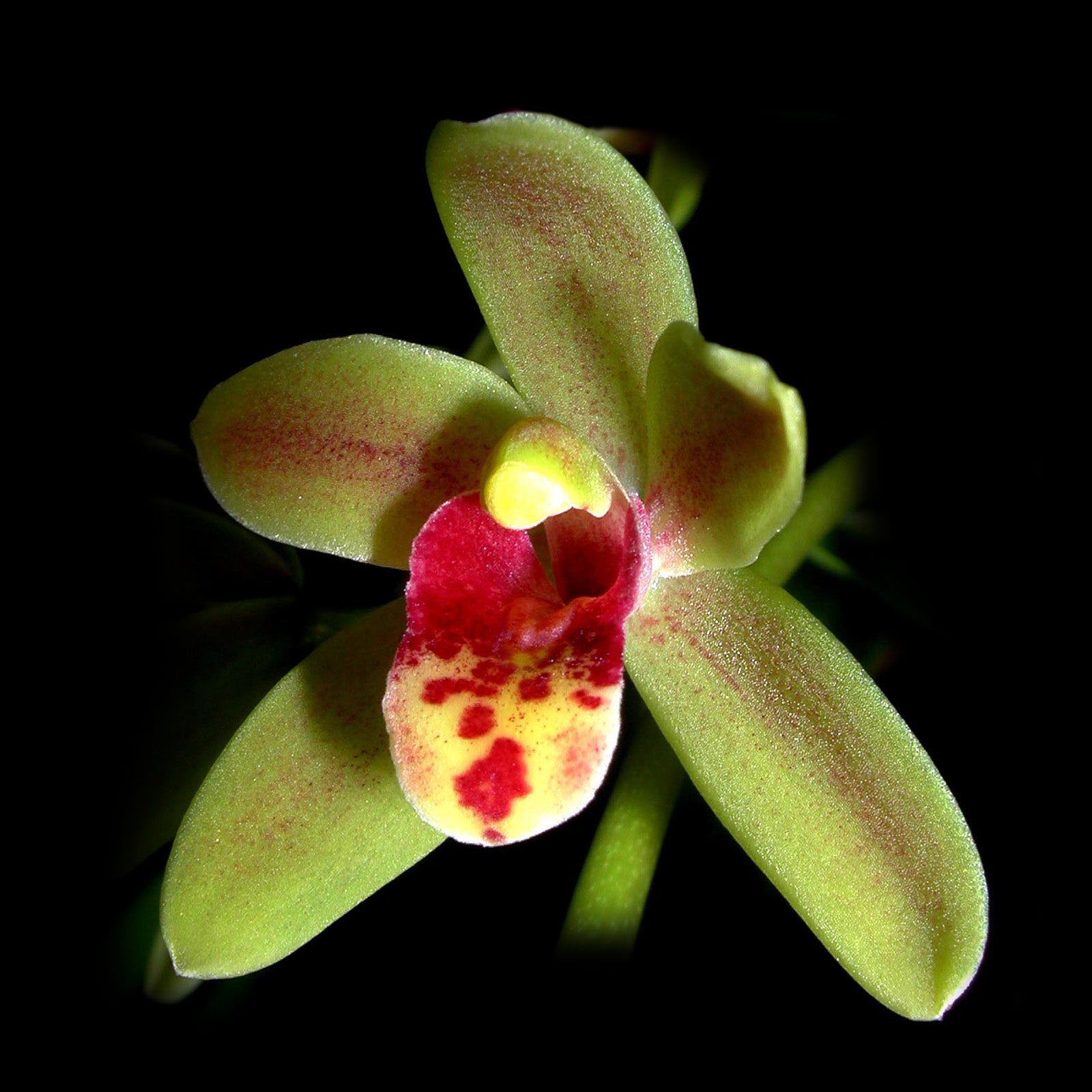 Cymbidium Scallywag 'The Crumpet' – Early-Flowering Basket Hybrid