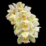 Cymbidium Sleepy Sarah 'Snow Blind'