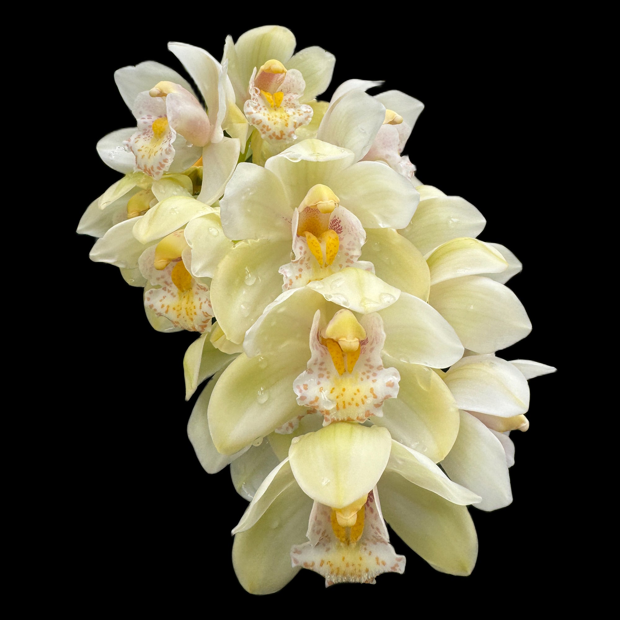Cymbidium Sleepy Sarah 'Snow Blind'