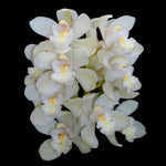 Cymbidium Sleepy Sarah 'White Delight'