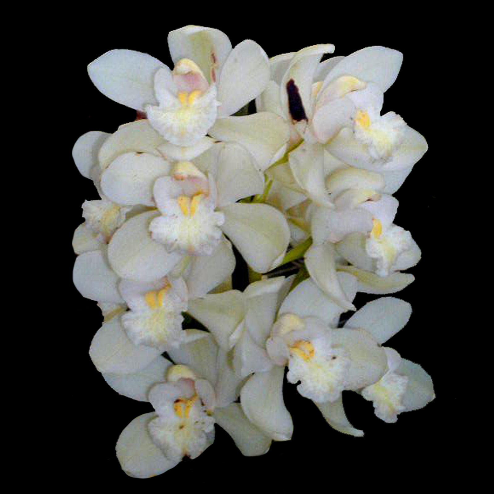 Cymbidium Sleepy Sarah 'White Delight'