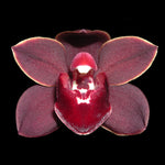 Cymbidium Uncle Everett '101'