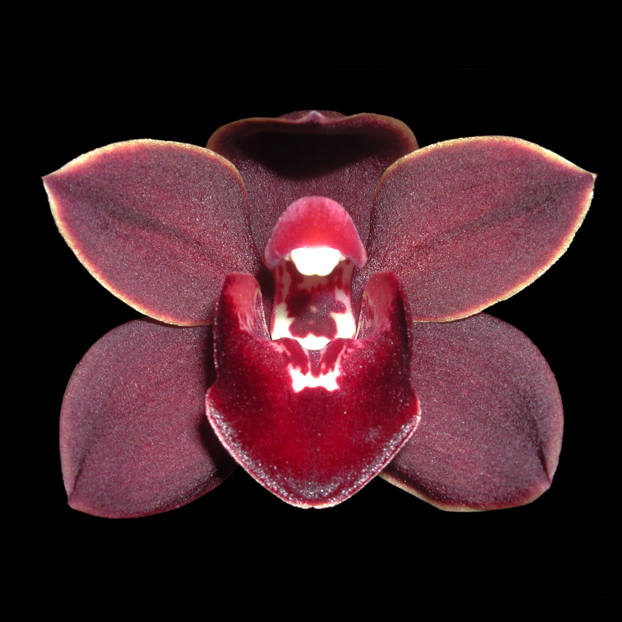 Cymbidium Uncle Everett '101'
