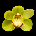Cymbidium Valley Oracle 'Kermit'