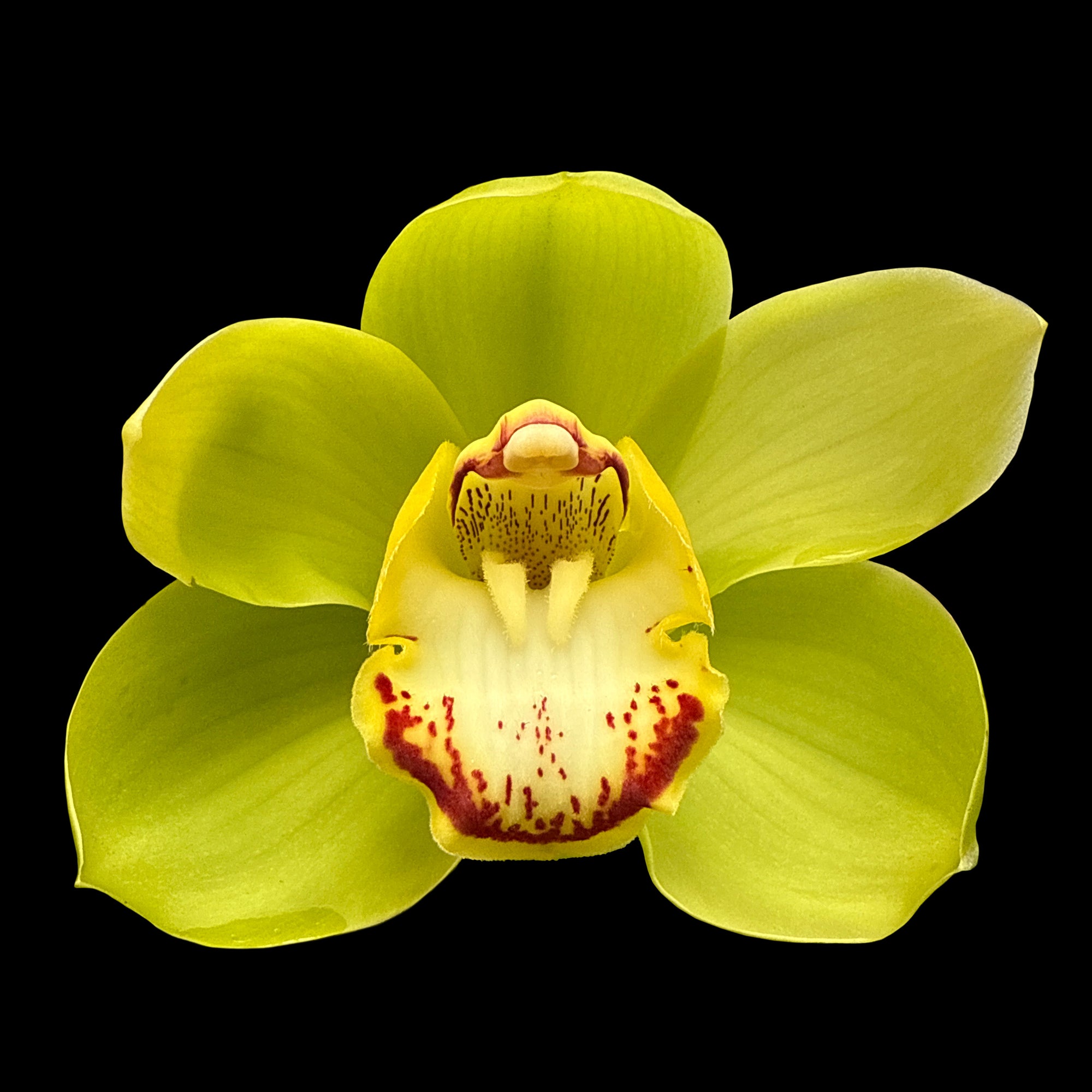 Cymbidium Valley Oracle 'Kermit'