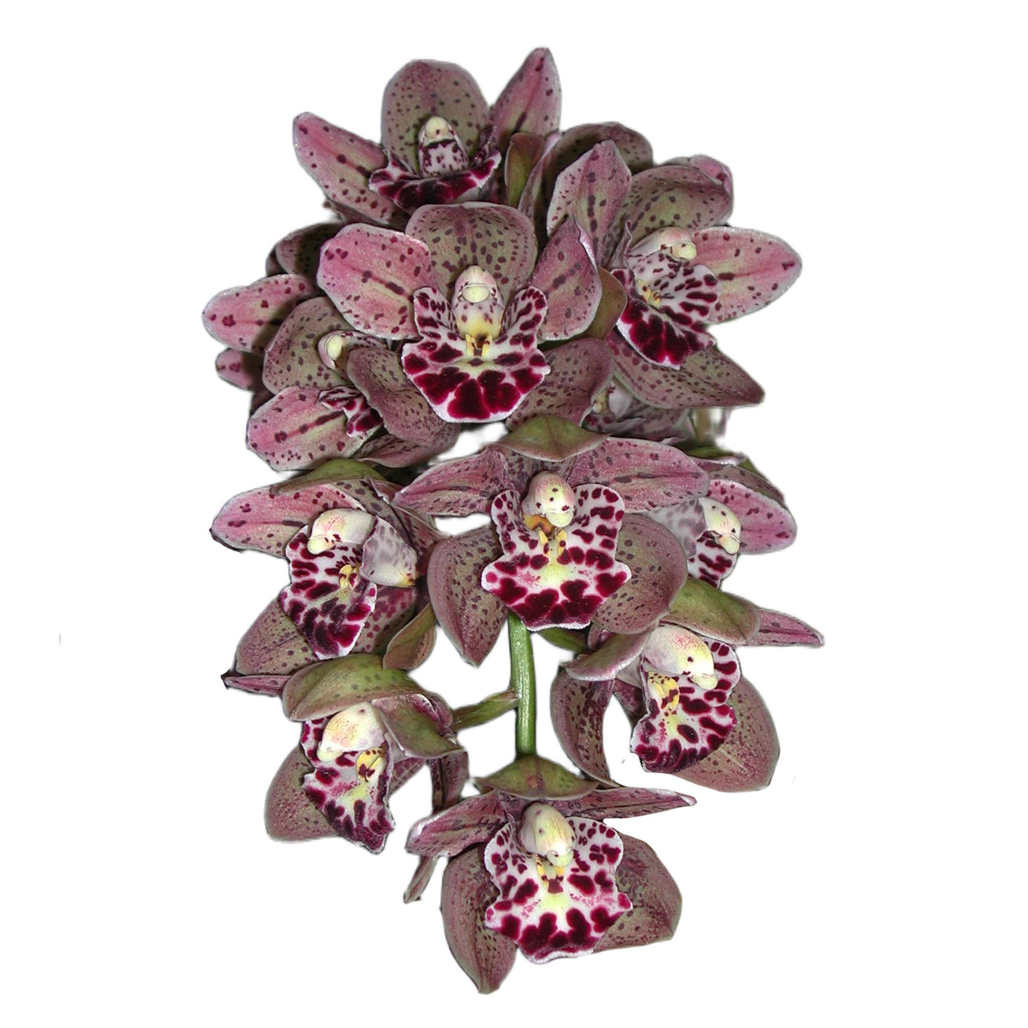 Cymbidium Vogel's Magic 'Waikanae'