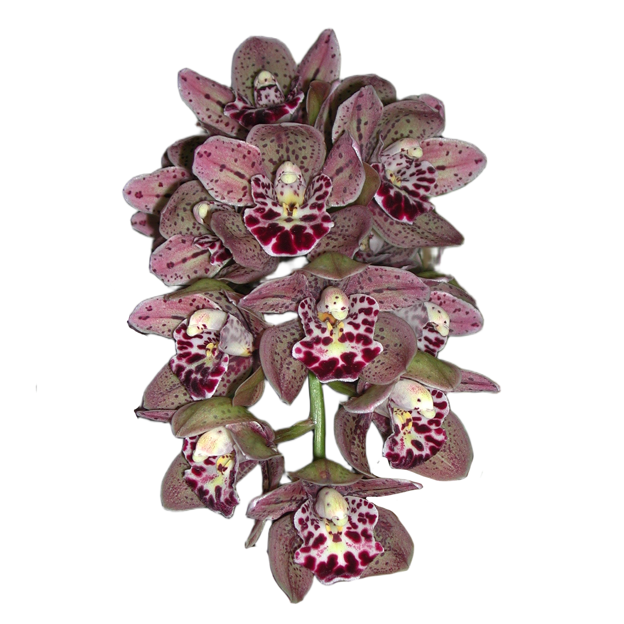 Cymbidium Vogel's Magic 'Waikanae'