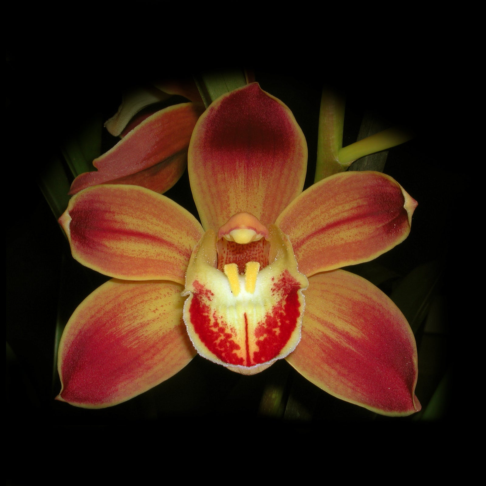 Cymbidium Wallacia 'Burnt Gold'