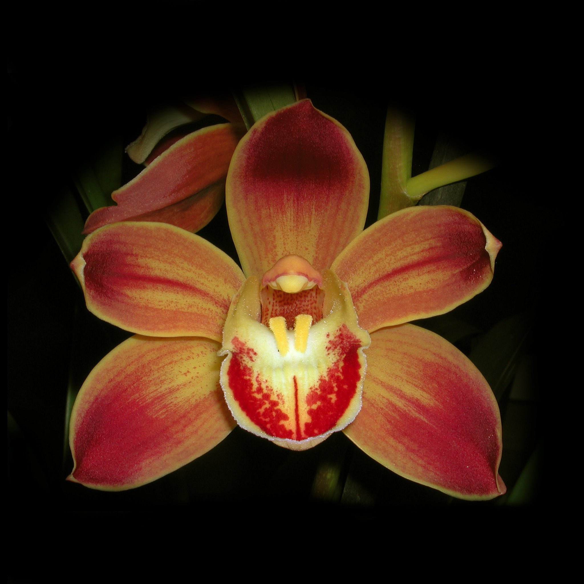 Cymbidium Wallacia 'Burnt Gold'  M 664