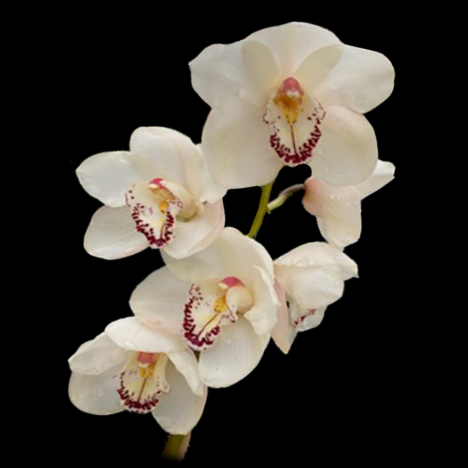 Cymbidium (Kimberley × McClure Quest) 'White Night'