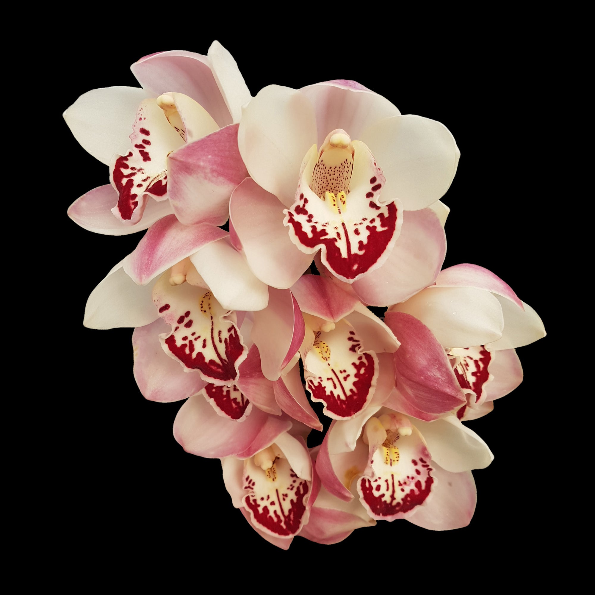 Cymbidium Zen Era 'Elizabeth'