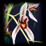 Cymbidium dayanum