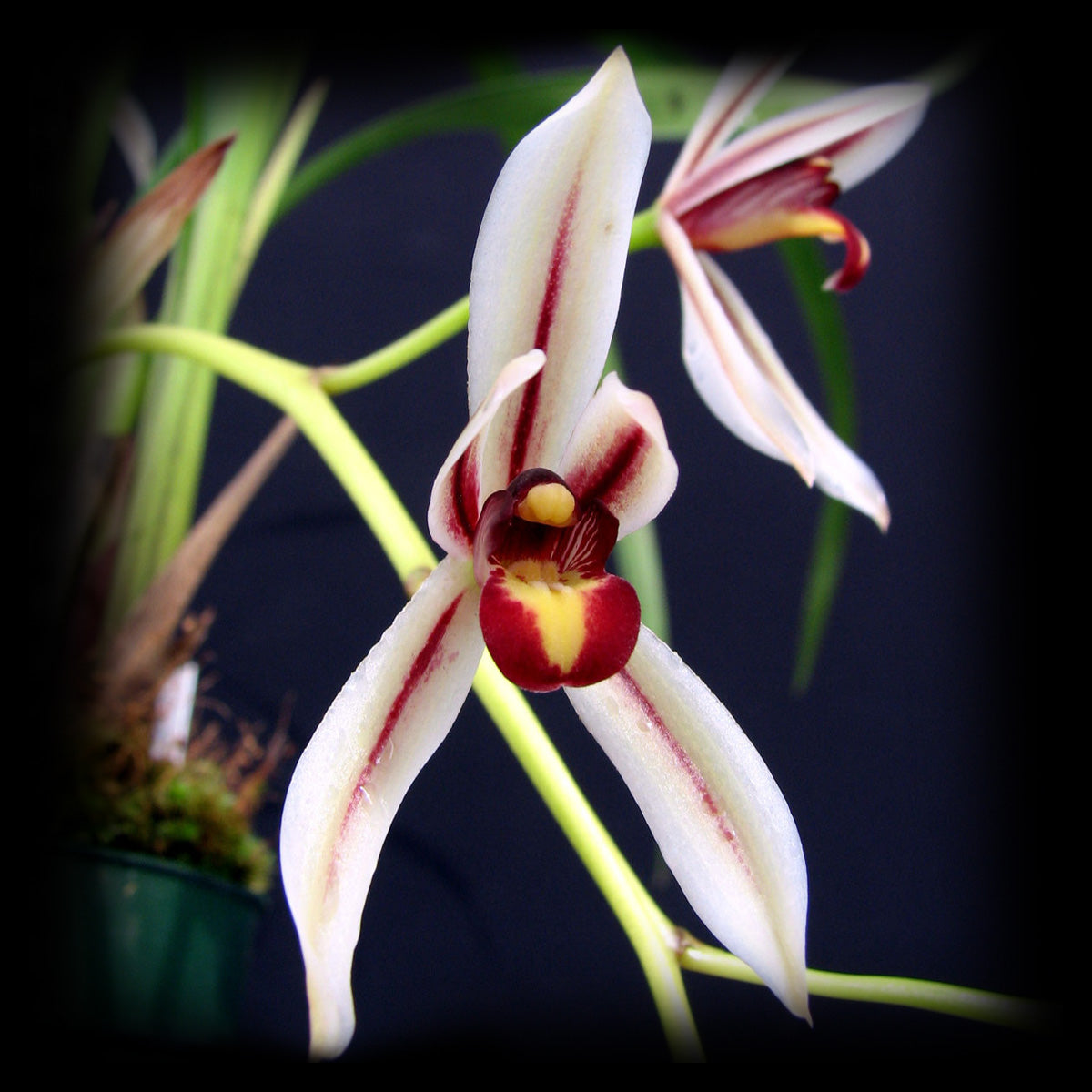 Cymbidium dayanum