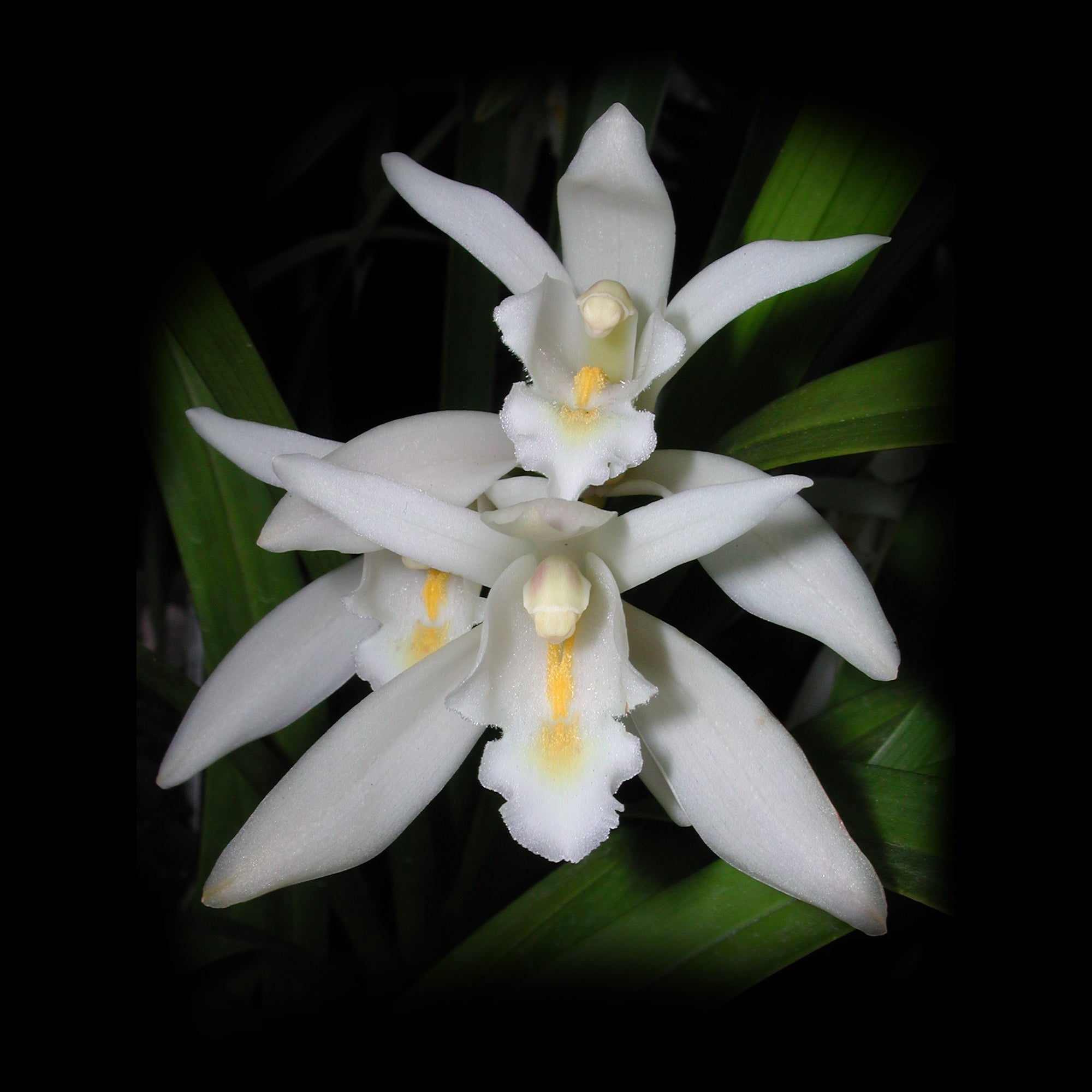 Cymbidium mastersii – The Master's Cymbidium