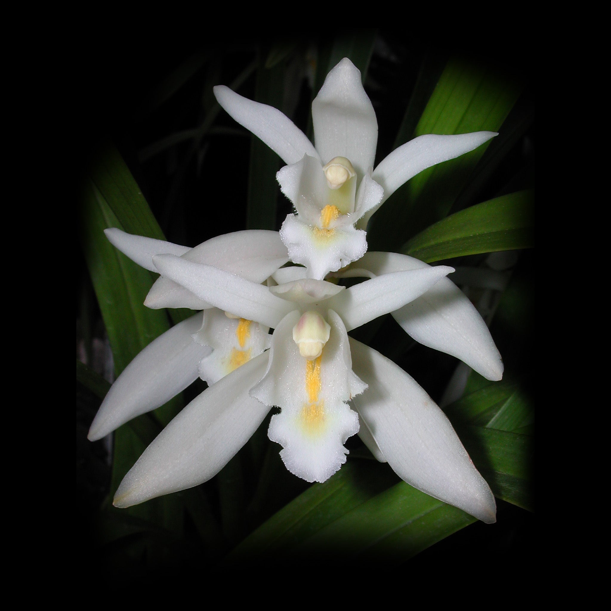 Cymbidium mastersii – The Master's Cymbidium