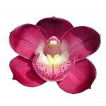 Cymbidium Valley Olympic 'Pink Perfection'