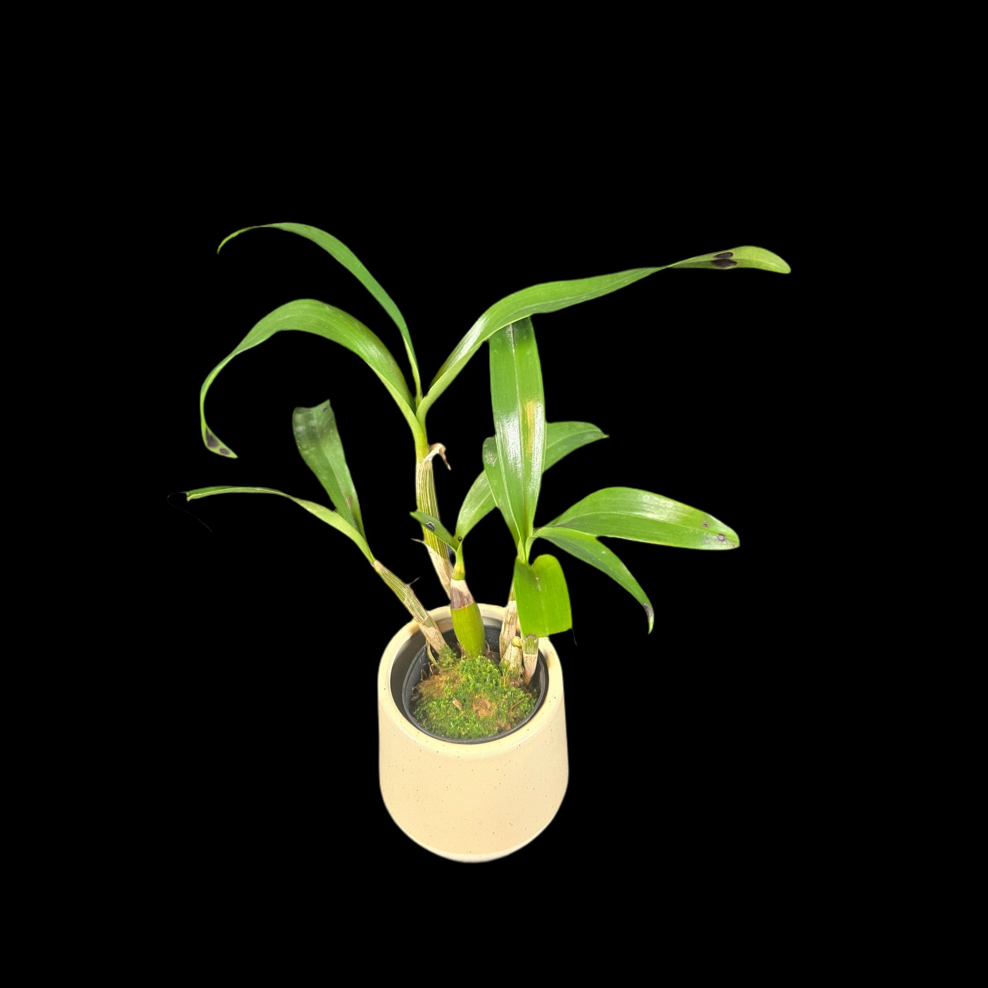 Dendrobium chrysotoxum var. suavissimum