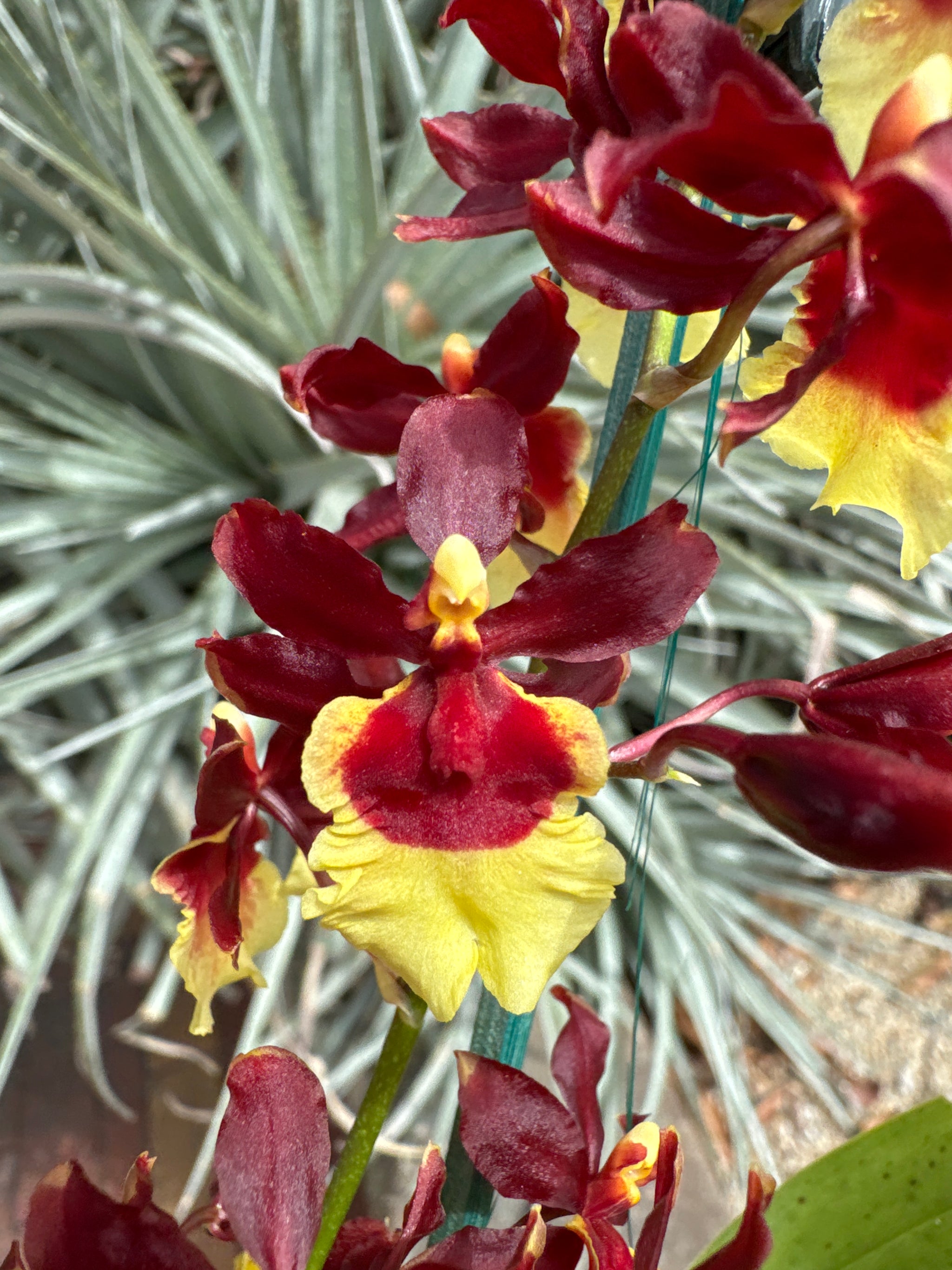 Oncidium Volcano Queen Hula Halau 100mm