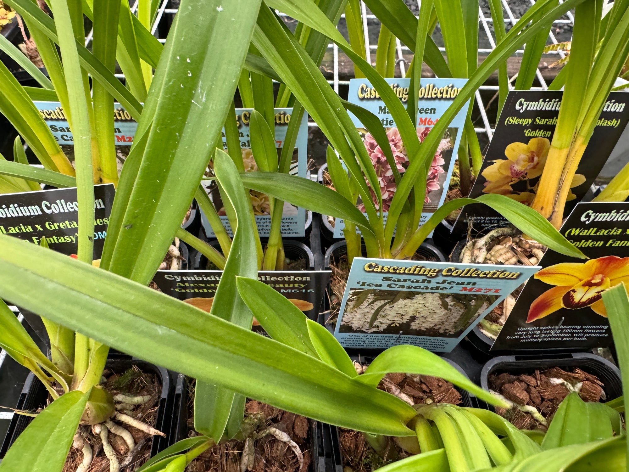 Cymbidium selection of 20 clones (random selection) Normally $300