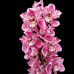 Cymbidium Strathdon 'Cooksbridge Fantasy' 6” pot