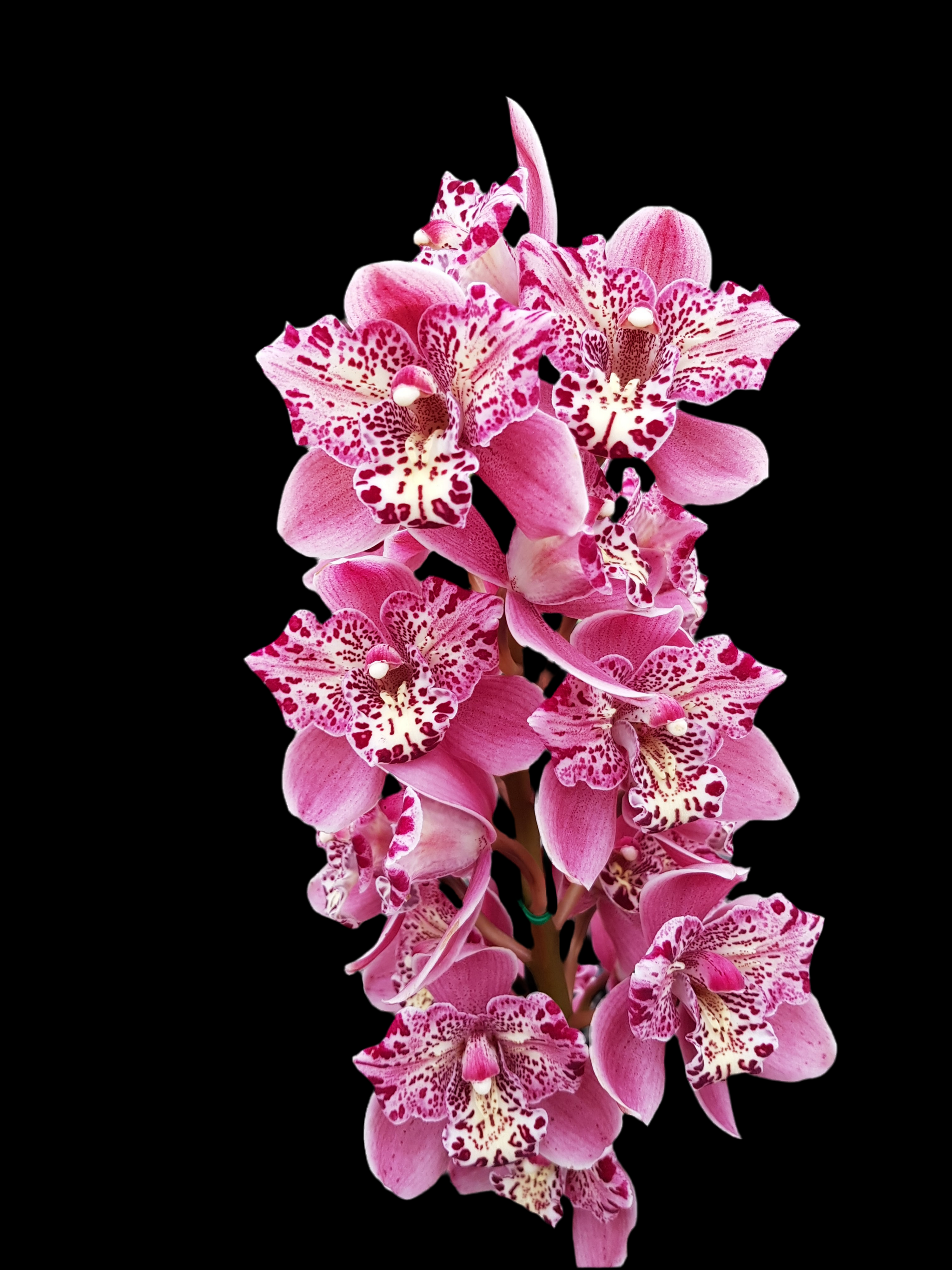 Cymbidium Strathdon 'Cooksbridge Fantasy' 6” pot