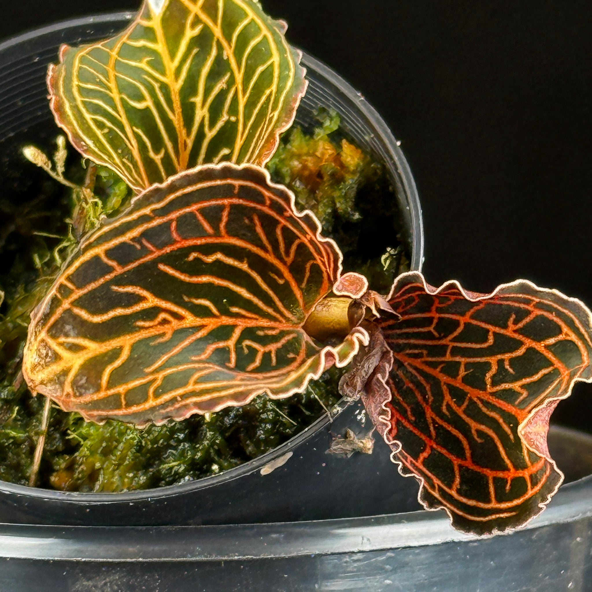 Anoectochilus albolineatus 'Lady's Best Friend'