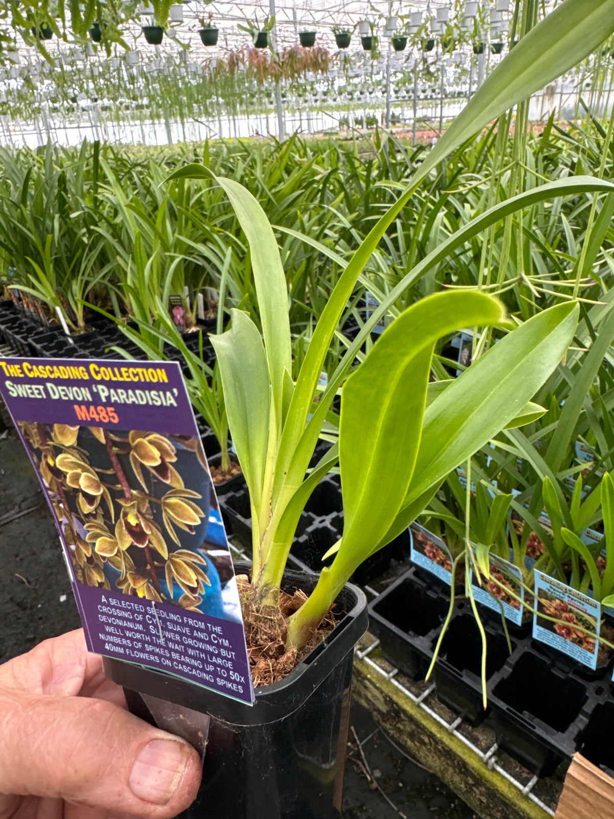 Swet Devon Cymbidium Sweet Devon 'Paradisia' – Collectors Online