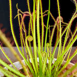 Drosera filiformis var. tracyi
