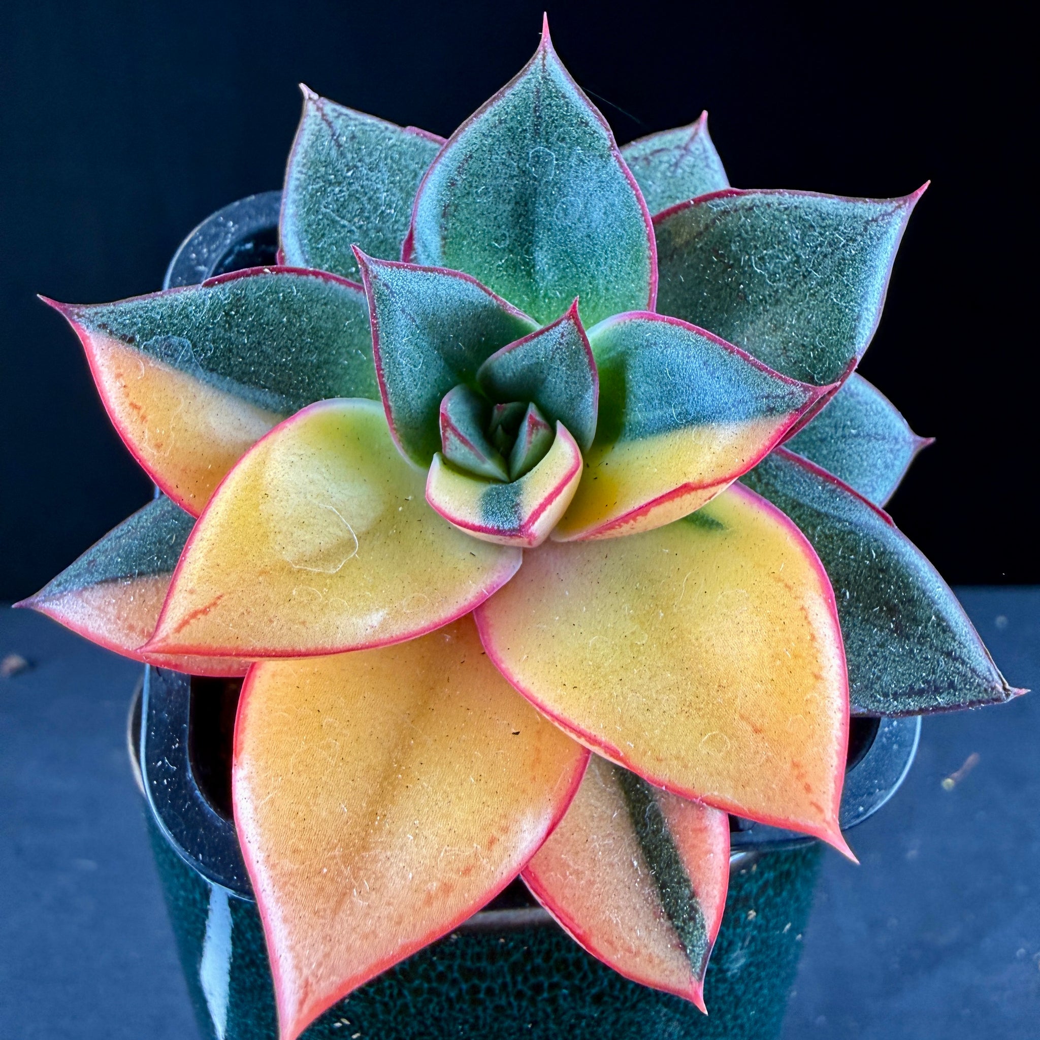 Echeveria Dionysos Monokerotis 'Variegata'