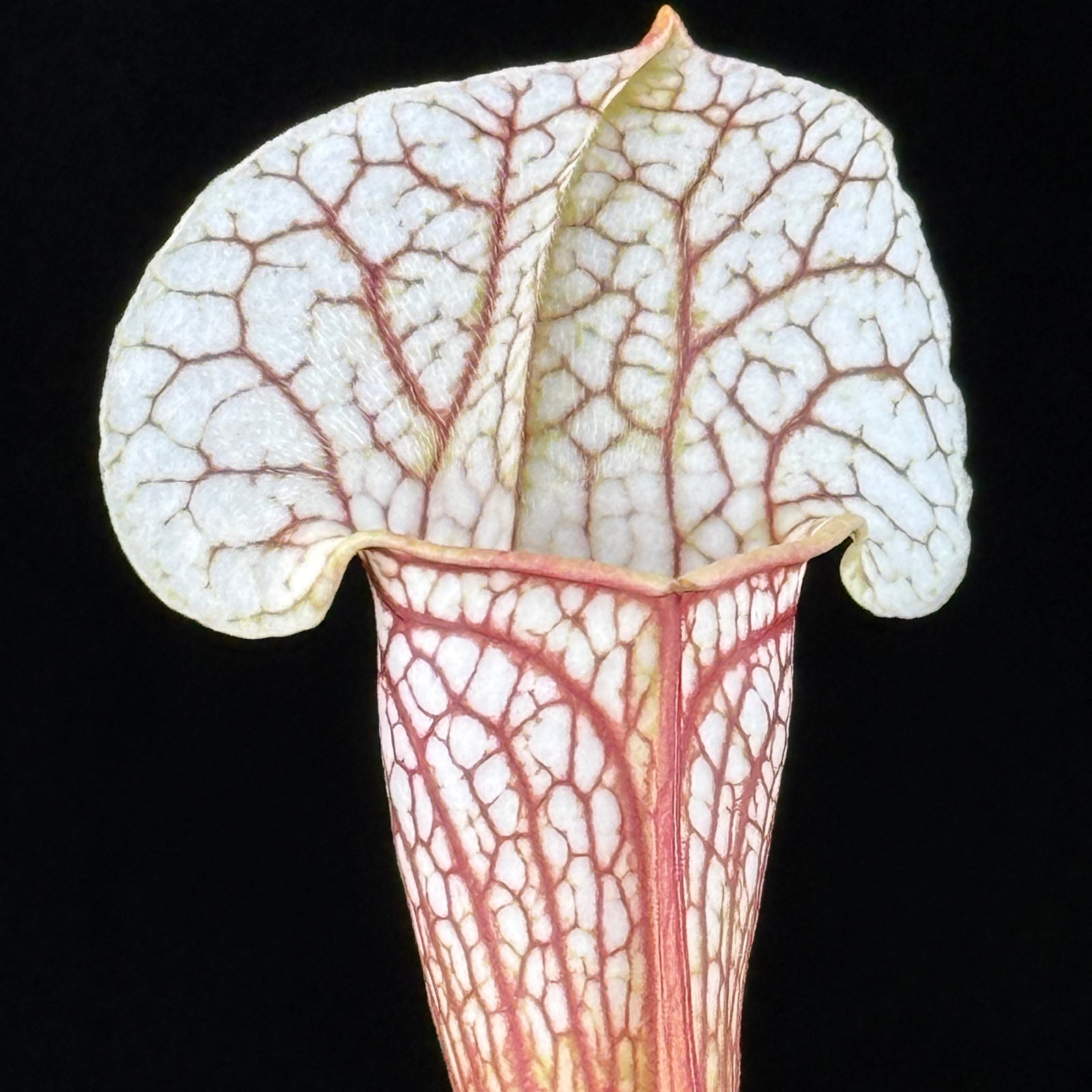 Sarracenia Umlauftiana