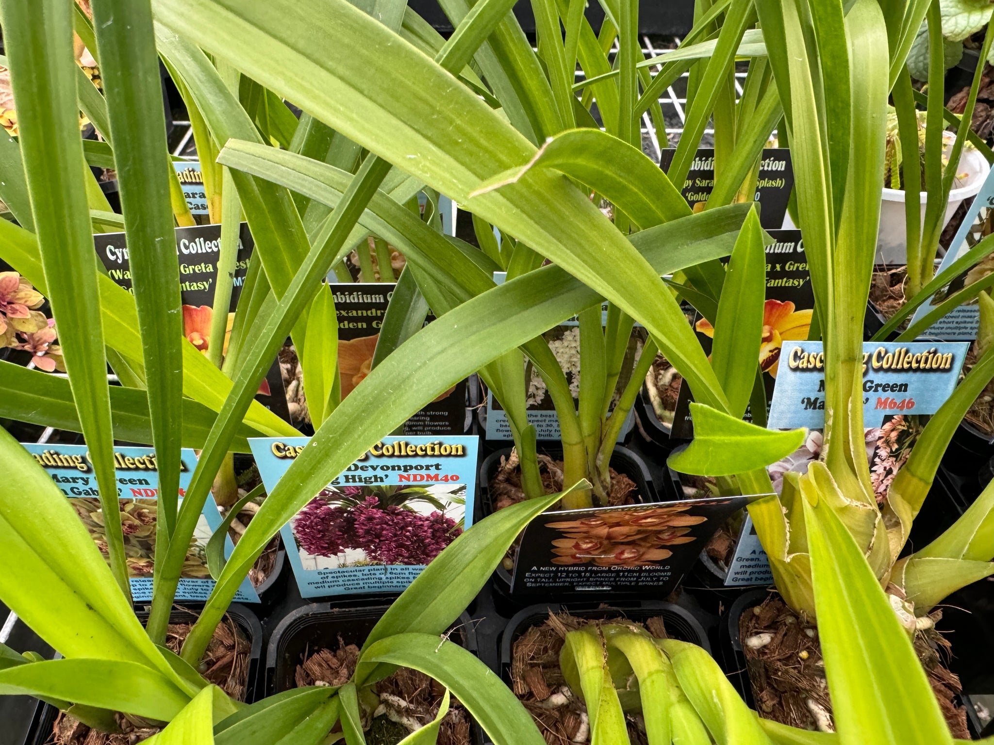 Cymbidium selection of 20 clones (random selection) Normally $300